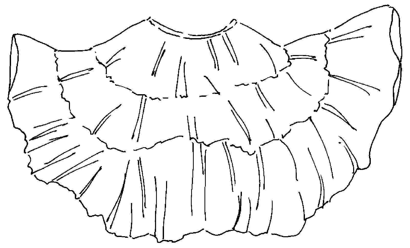 Flat line drawing of ten-yard skirt